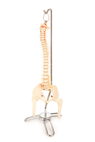 Model Of Spine - auto accident injury doctors