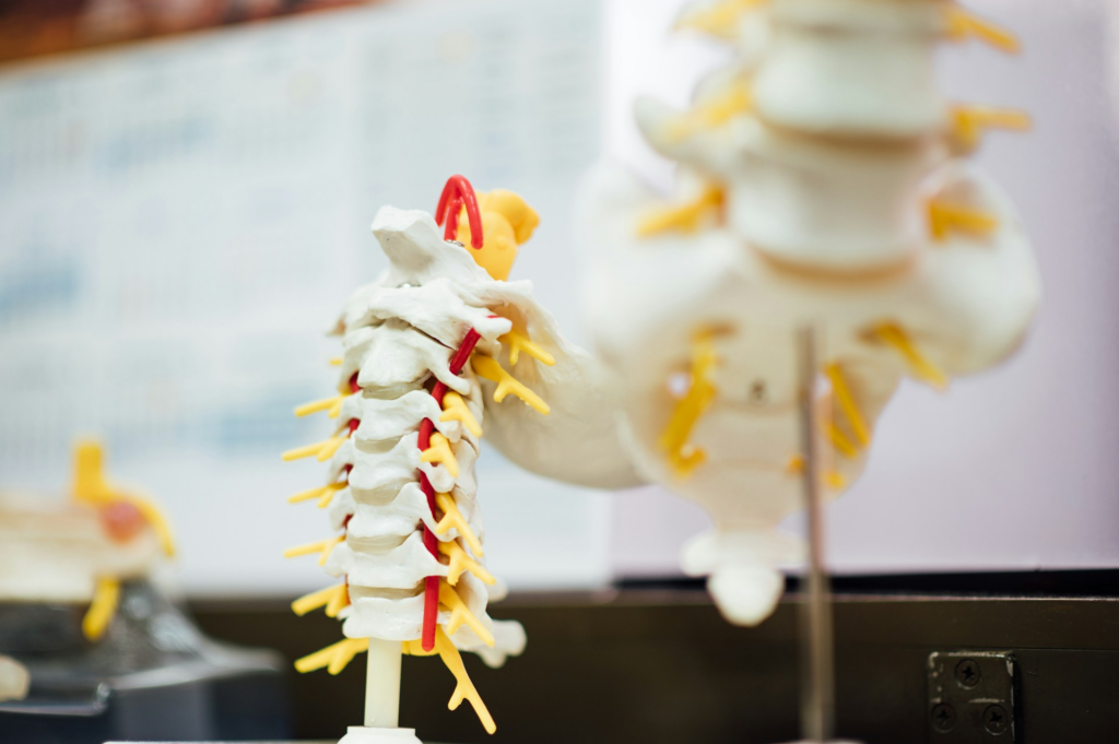 Sciatica Spinal Nerves